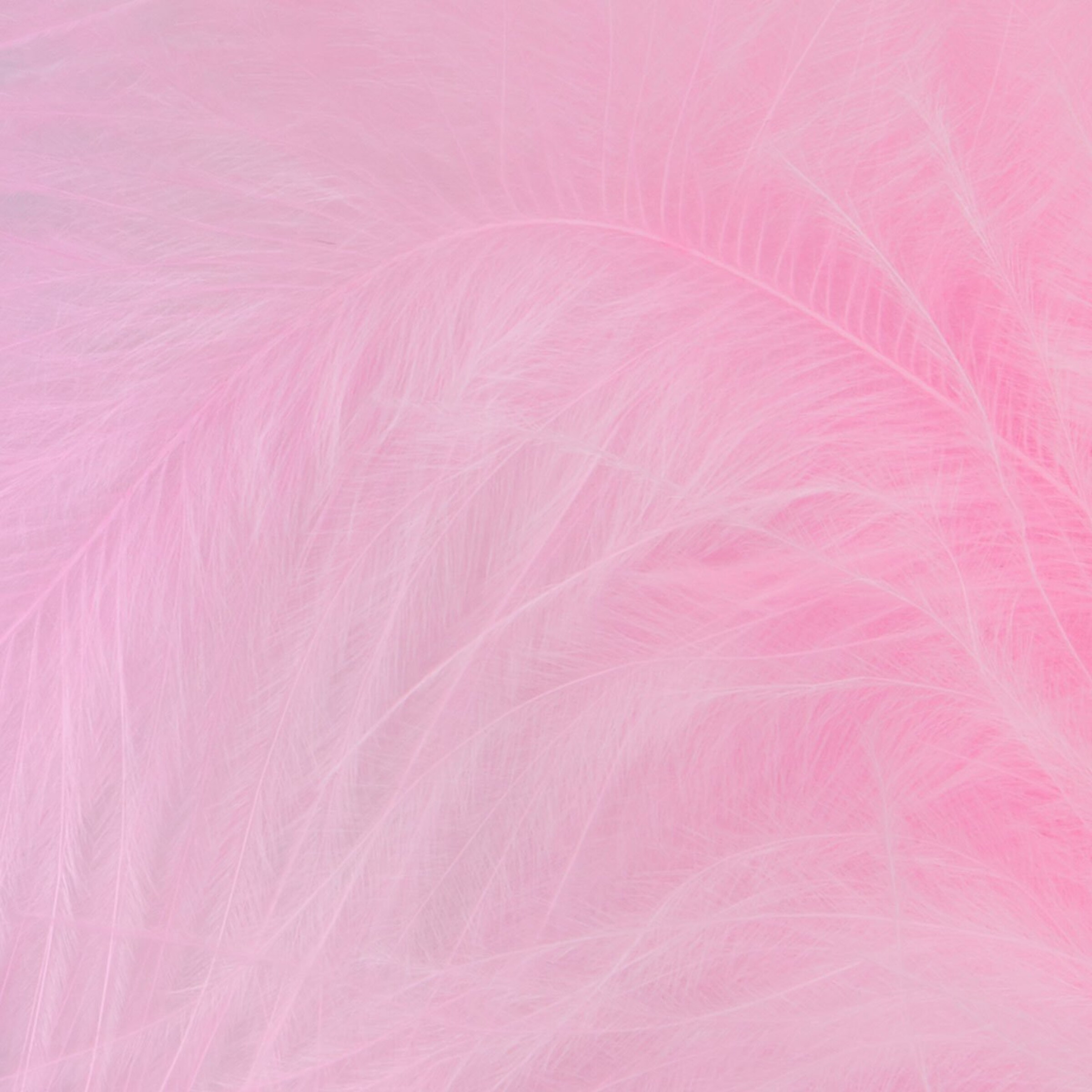 éveilleur-de-plumes-délicat-Rose-4